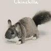 Hansa Chinchilla